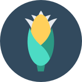 corn icon